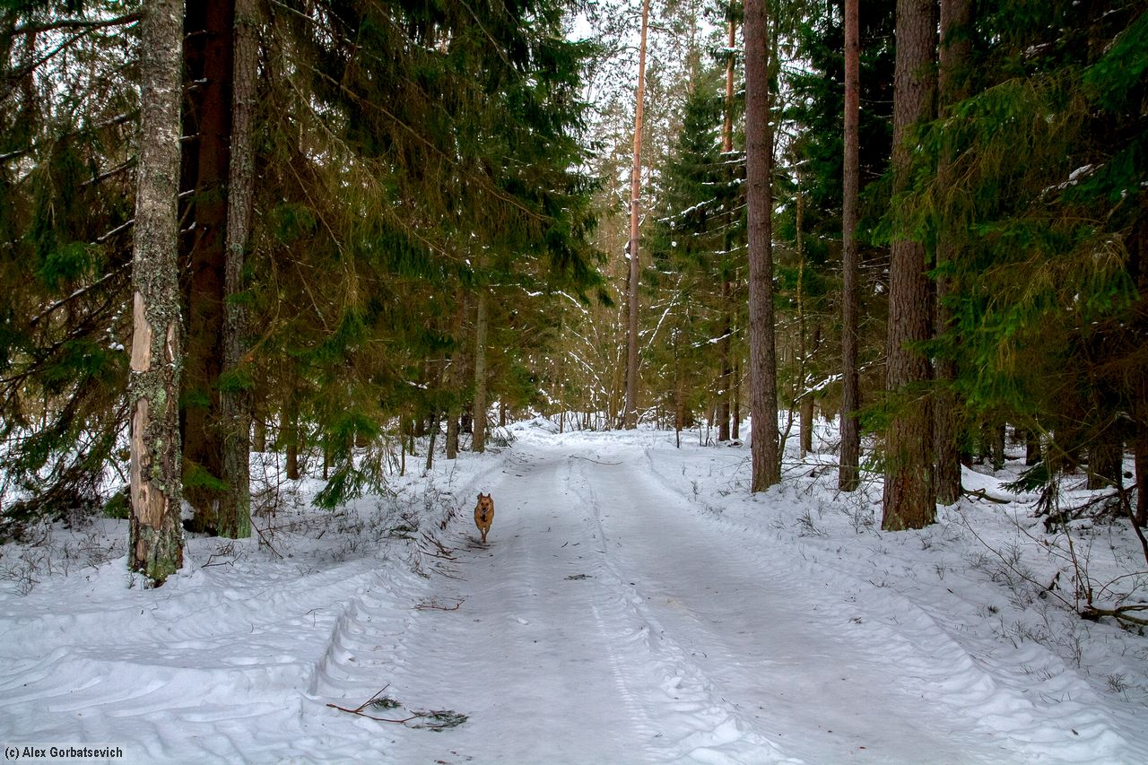 ������ ������