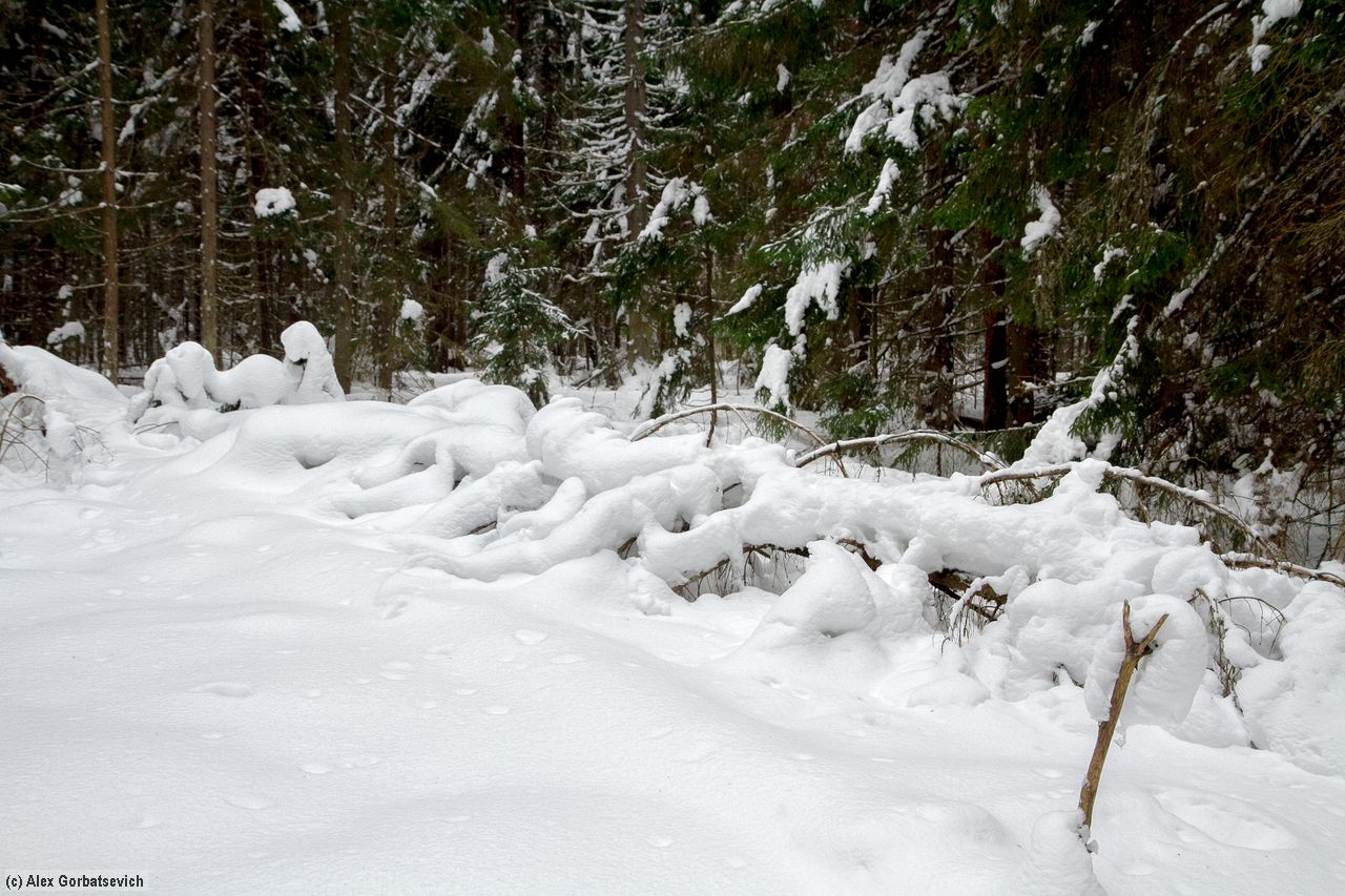 ����������� ��� ������