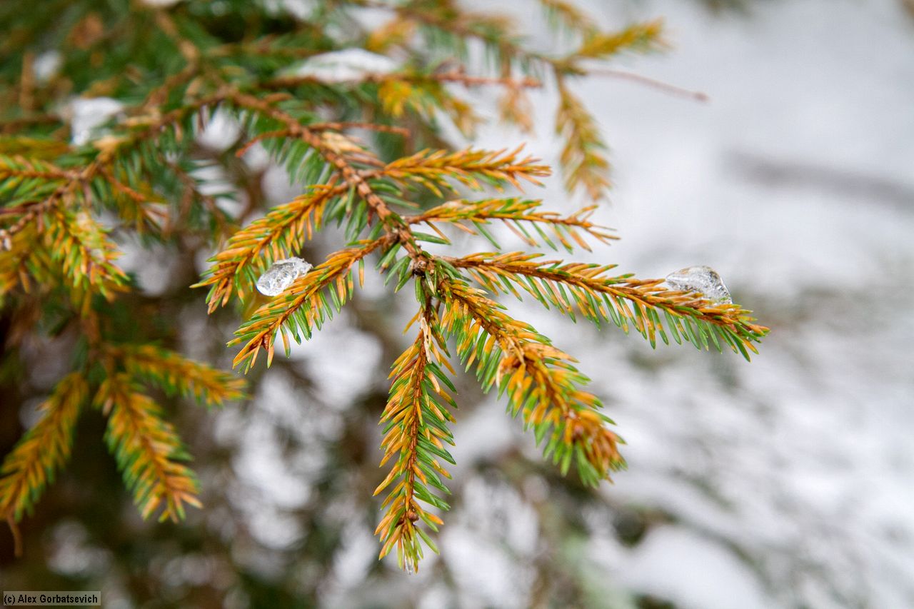 ����� ���