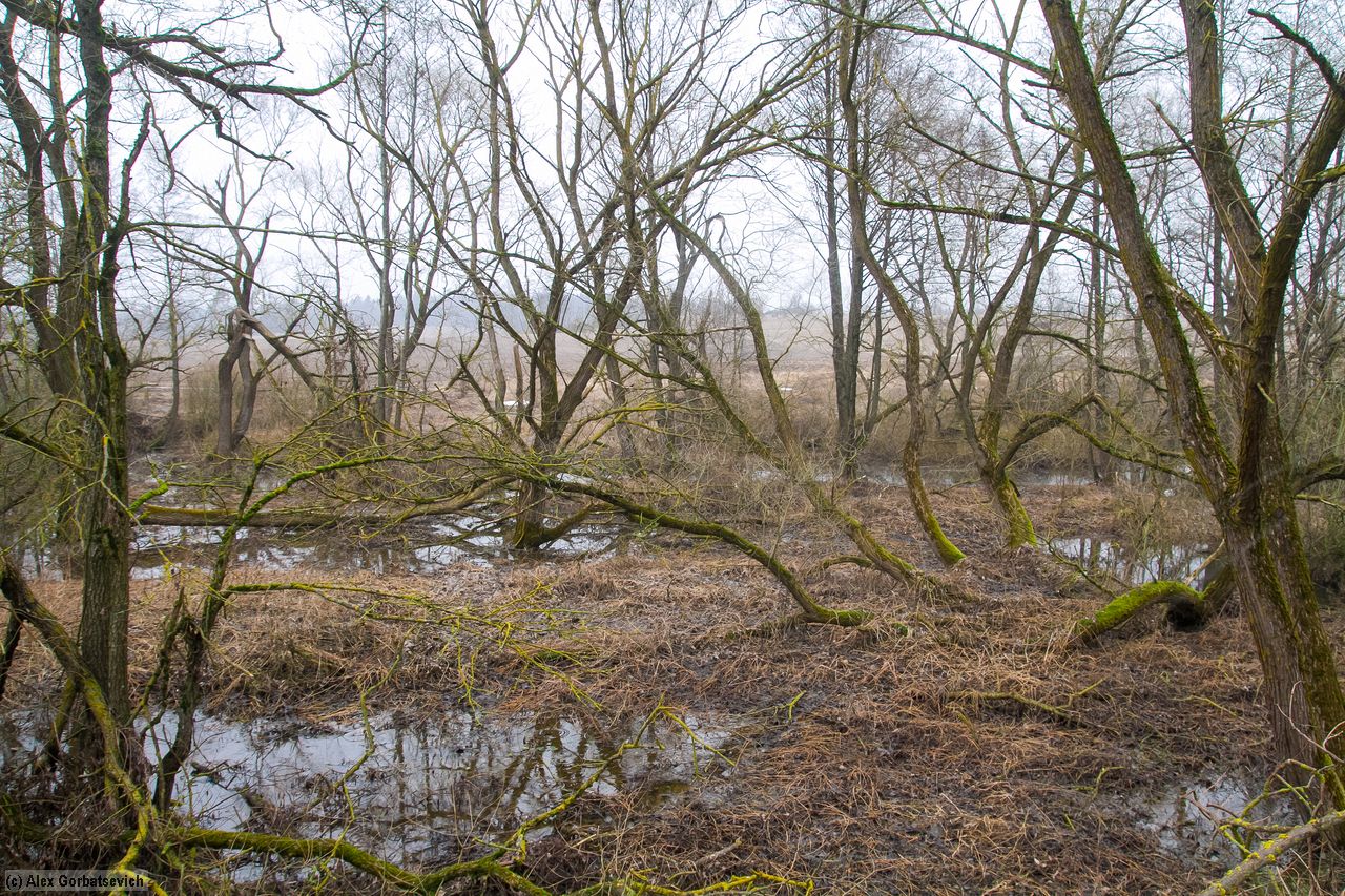 �������� ���