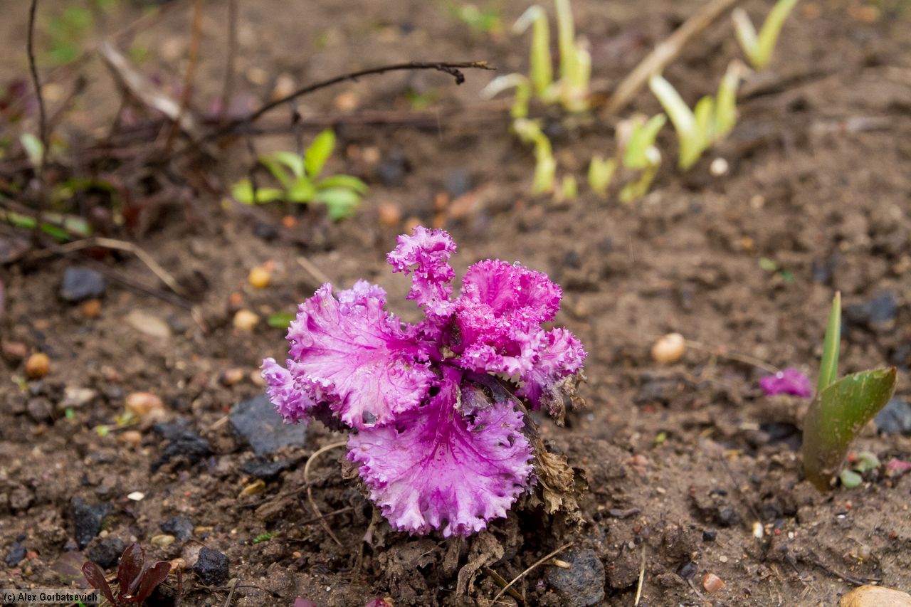 ������ ���