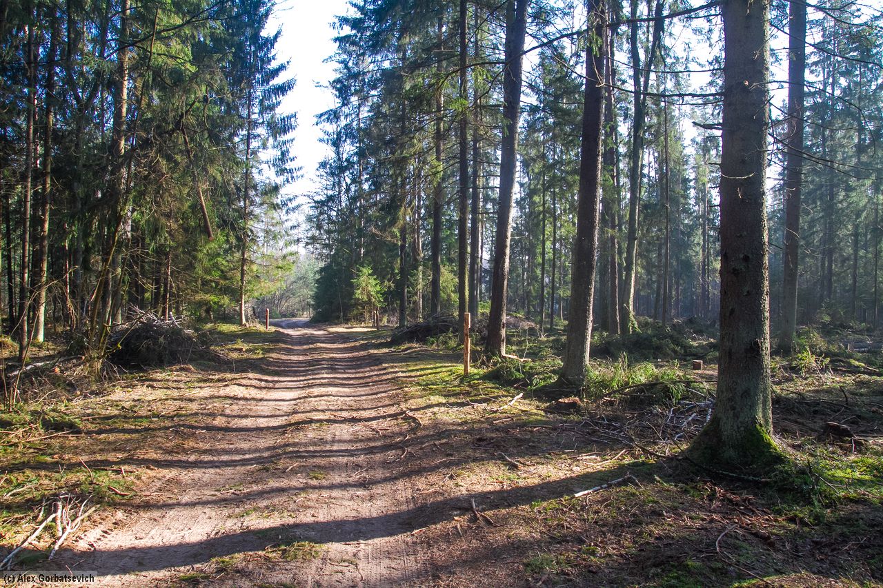 ������ ������