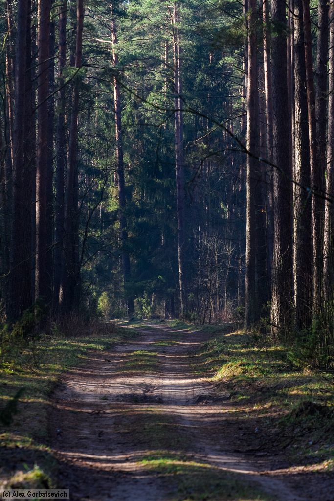 ������ ������