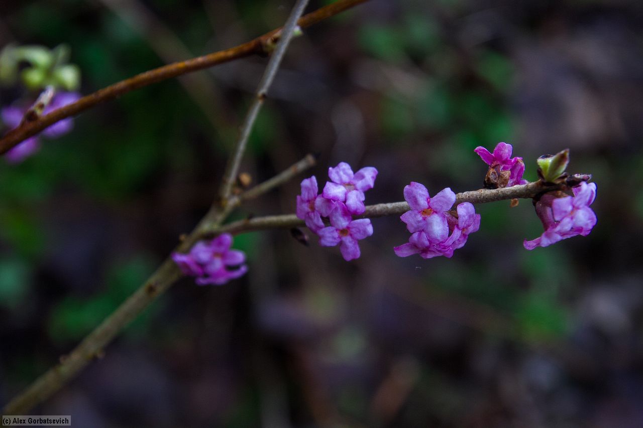 ������ ����