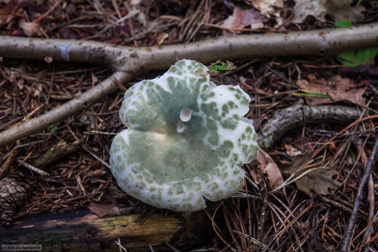 ����������� ��������