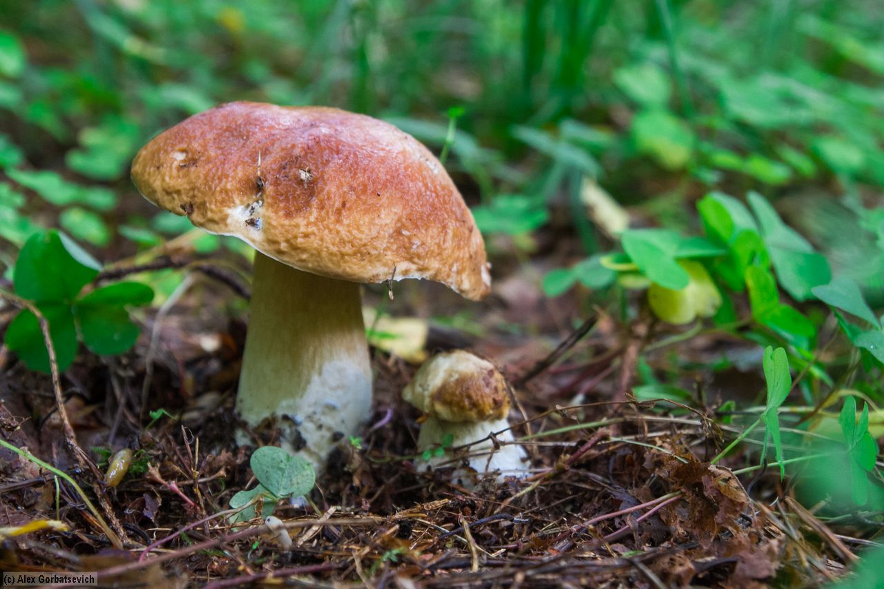 ��� ����������