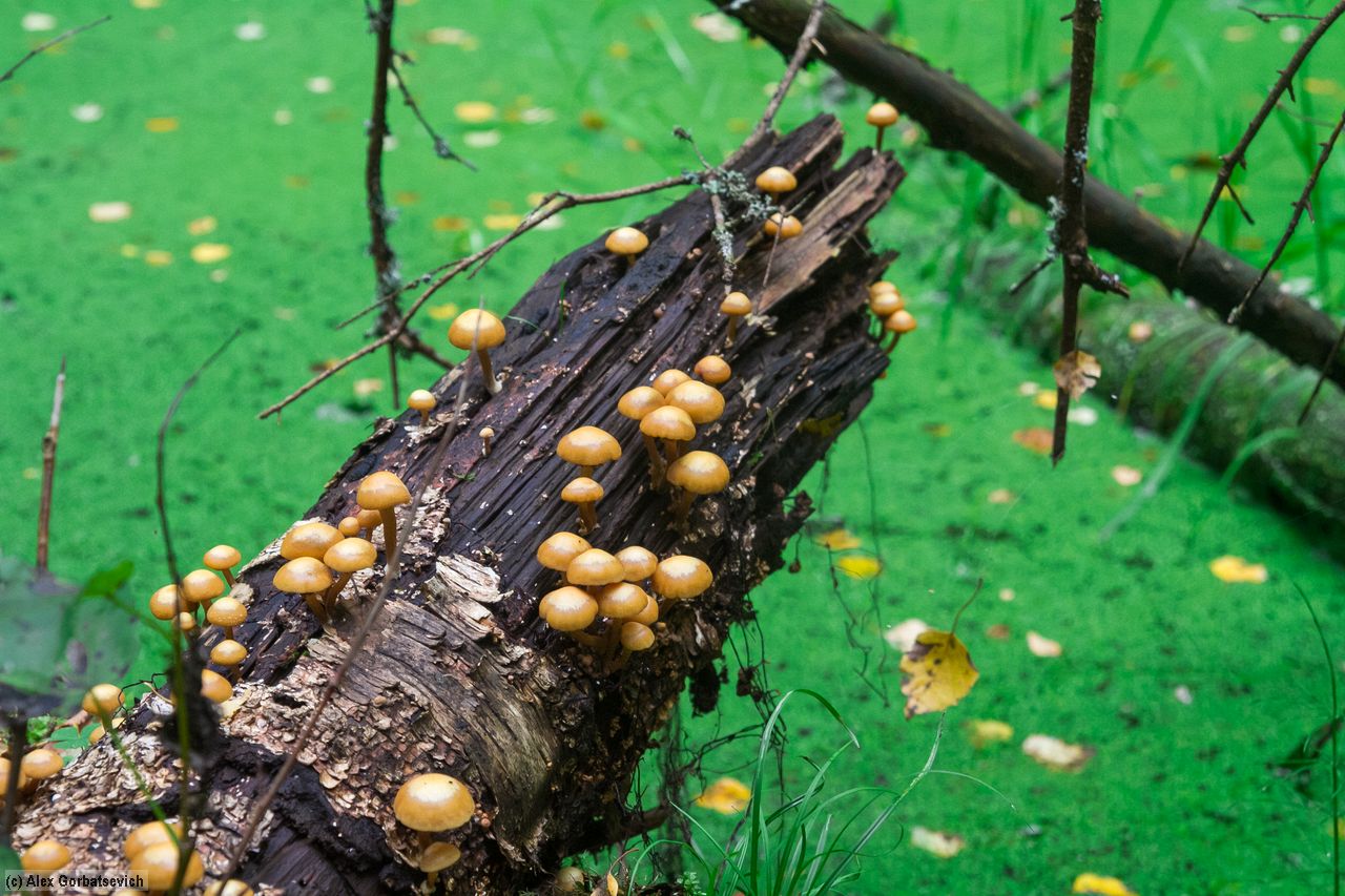 ��� �������