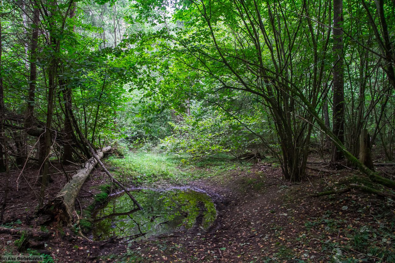 ������ ������