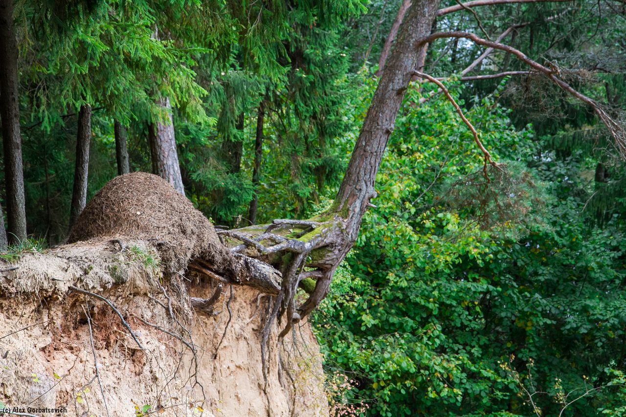 ���� �������� �� �����...