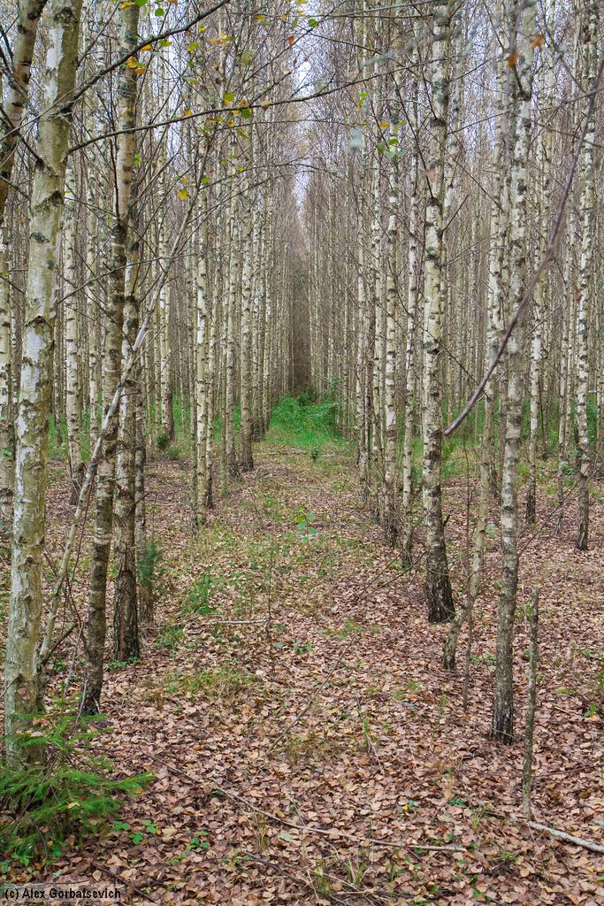 ��������� ����