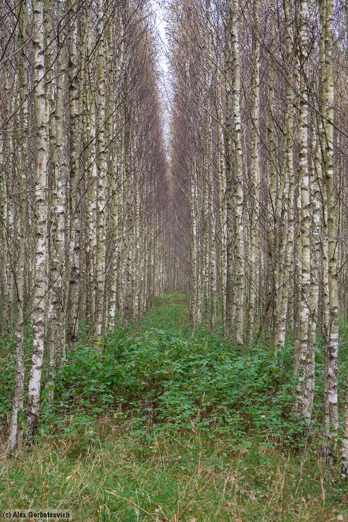 ������� ���������