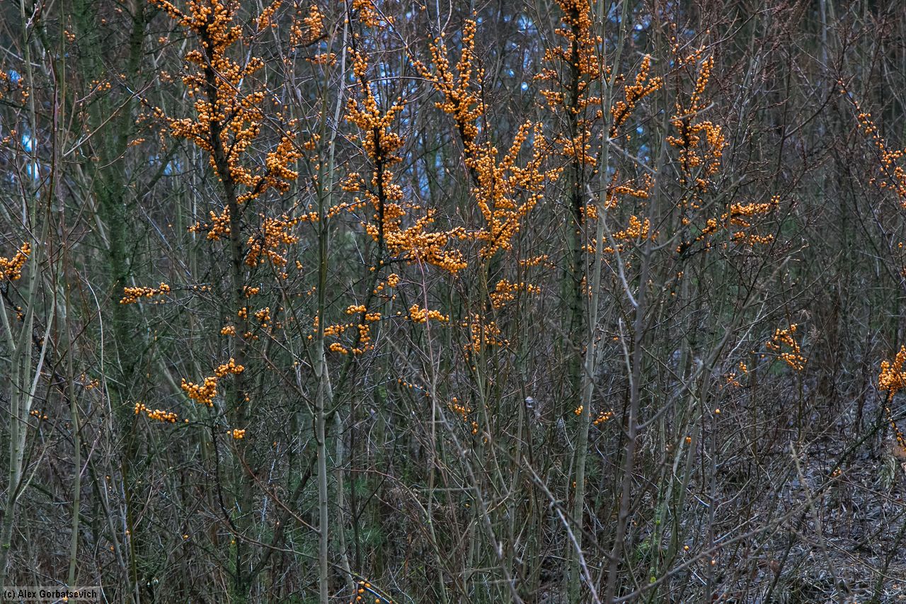 ������� ��������