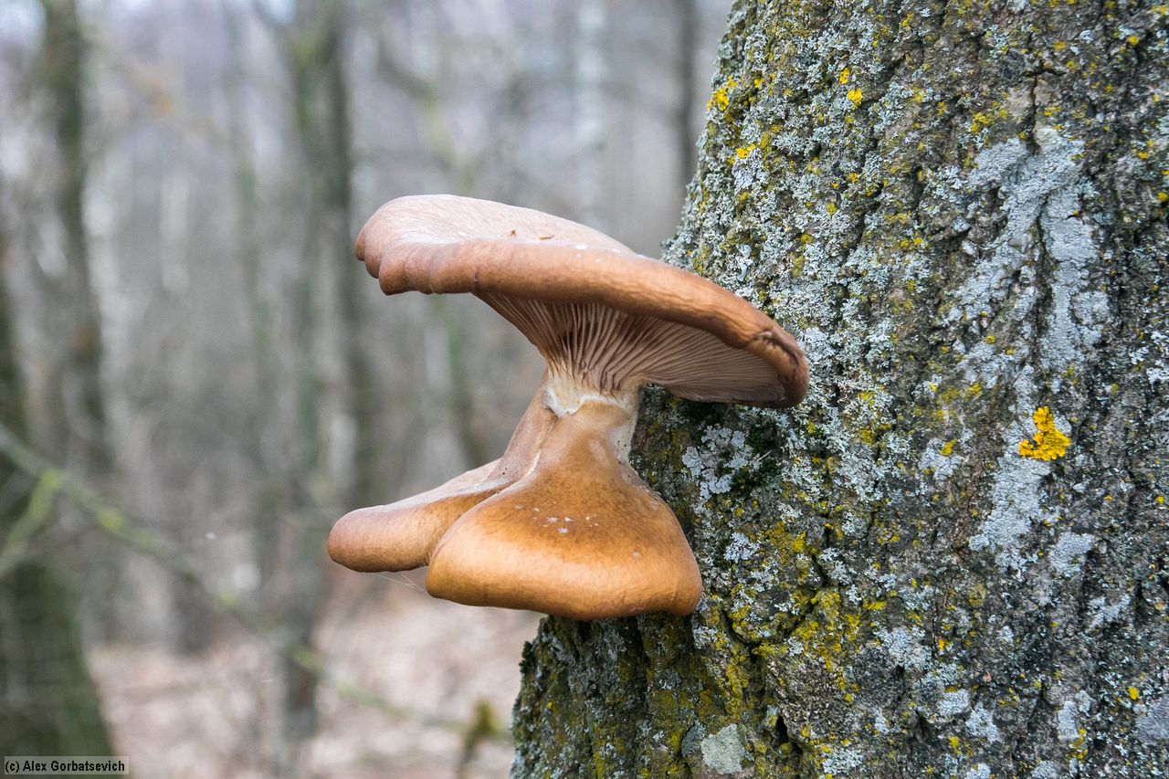 �����! ��������������� �����