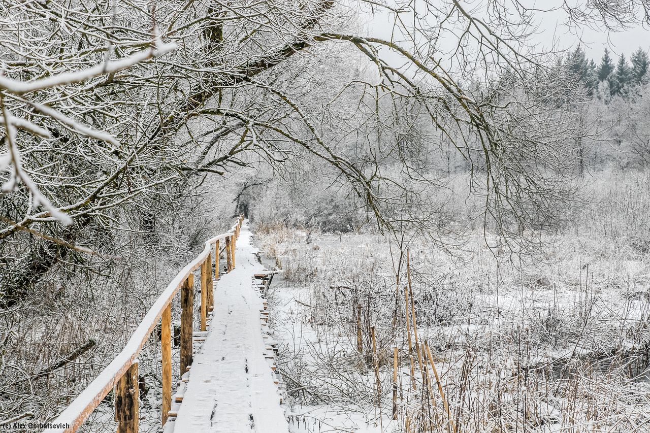 ������  ��� ������