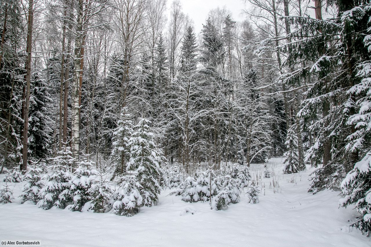 ������ ���