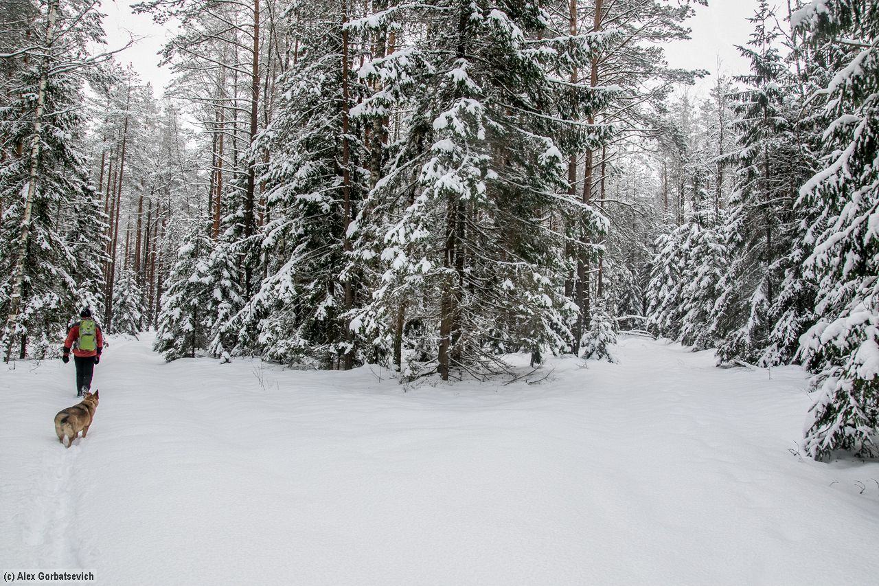 ���� ������