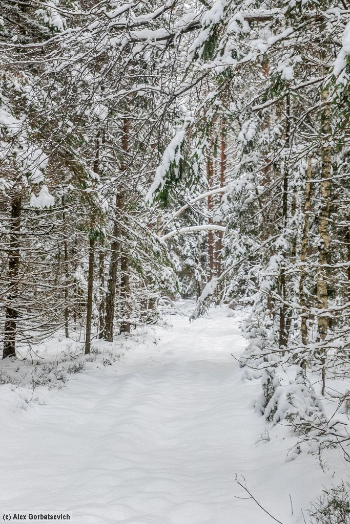 ������ ������