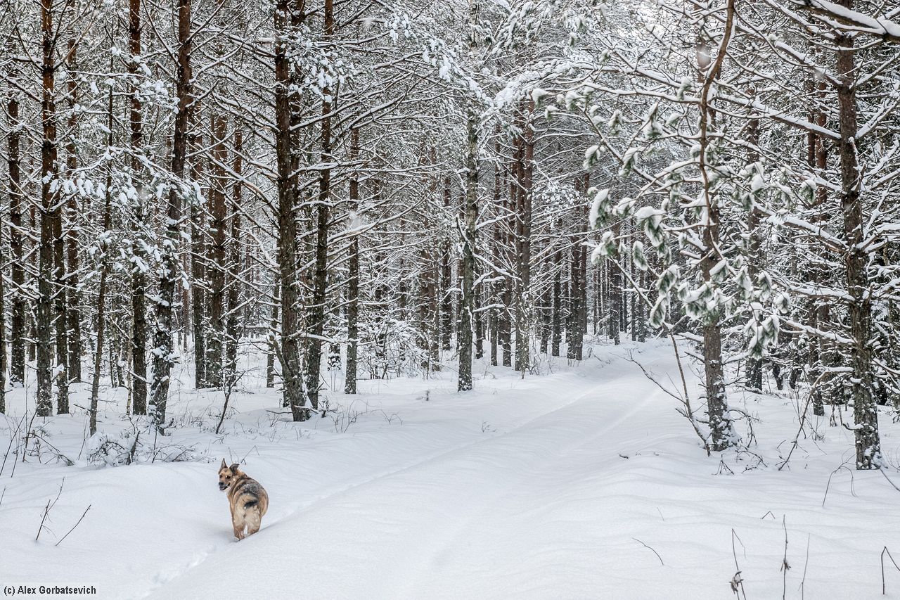 �� ���, �����?