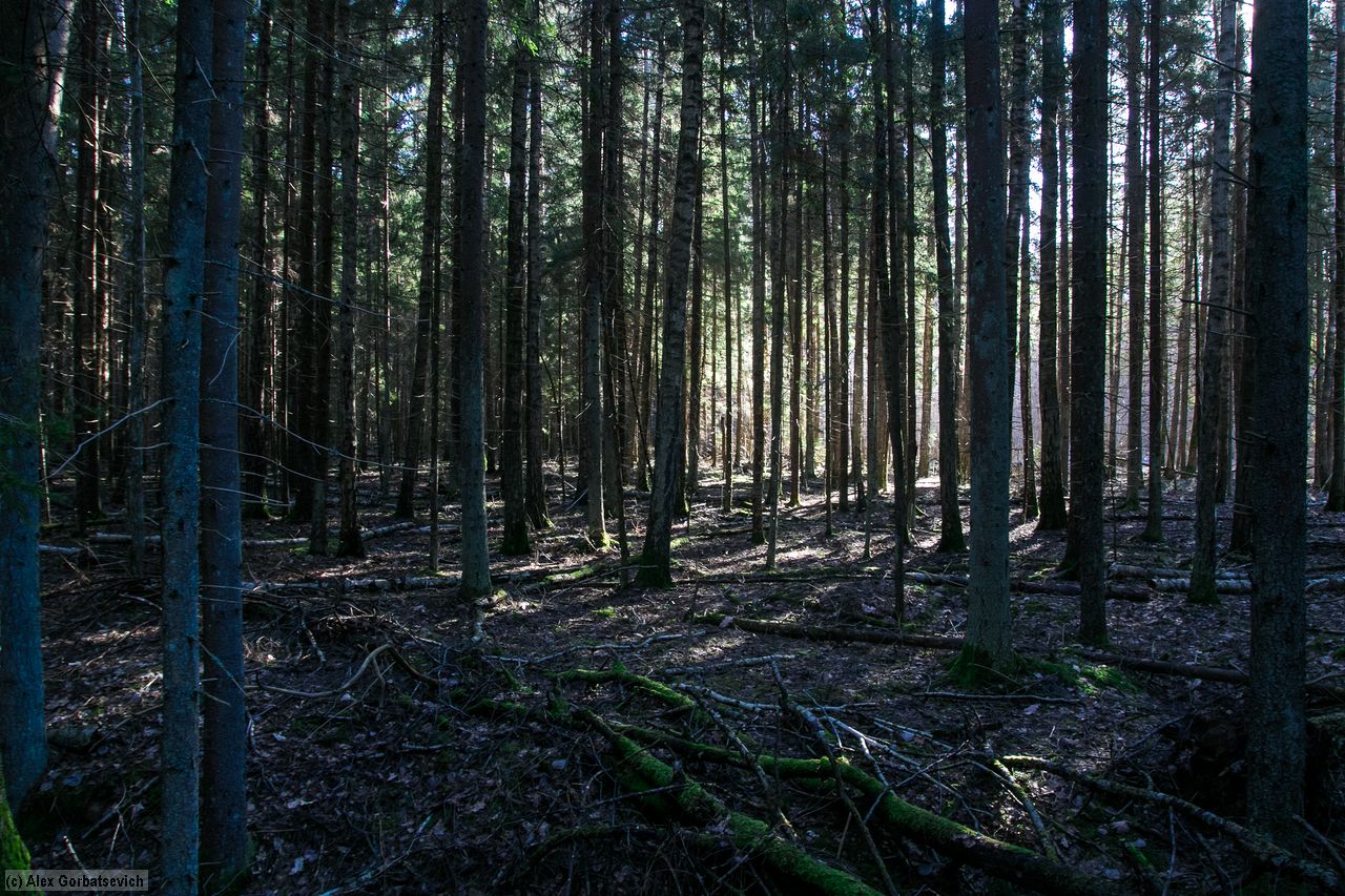 � ������ ����