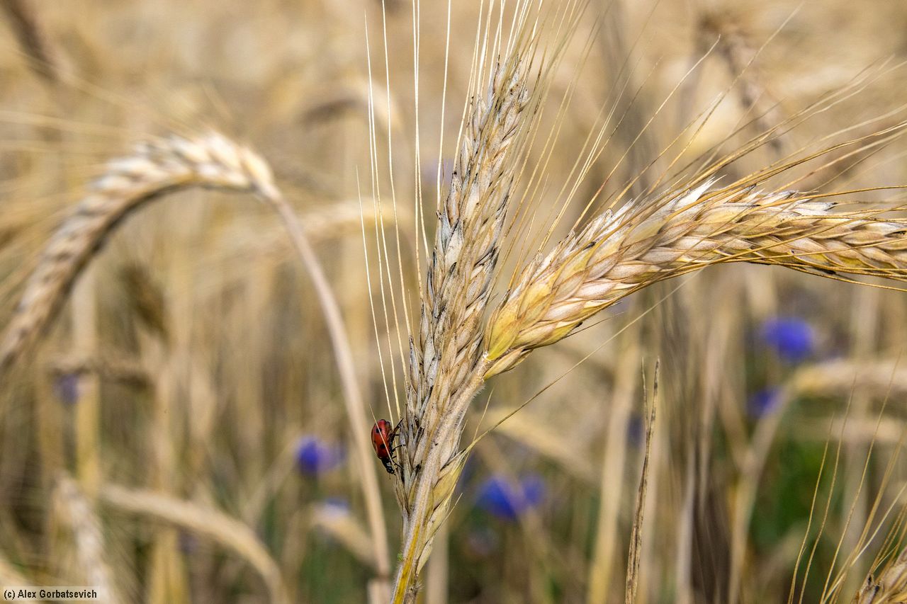 ������ � ���������