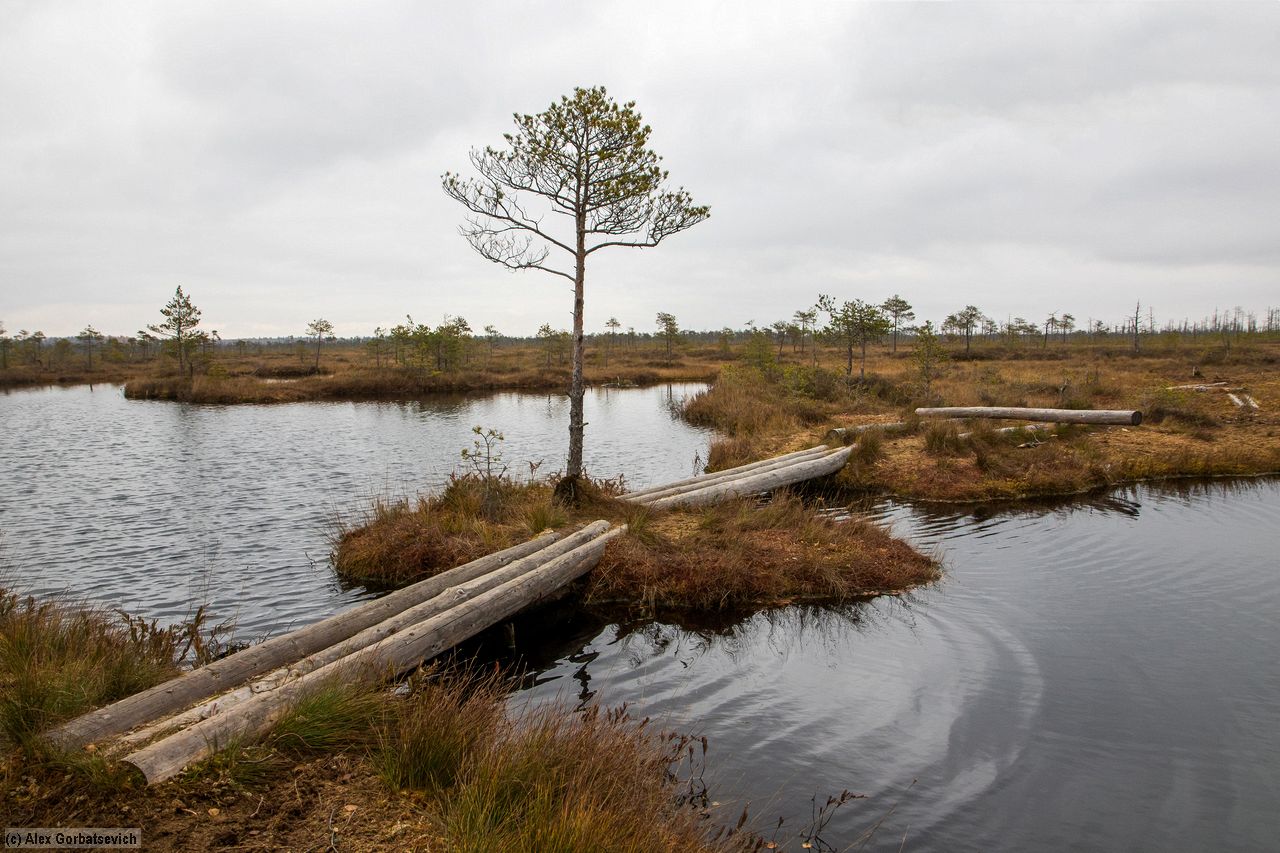 ���� ����� ������