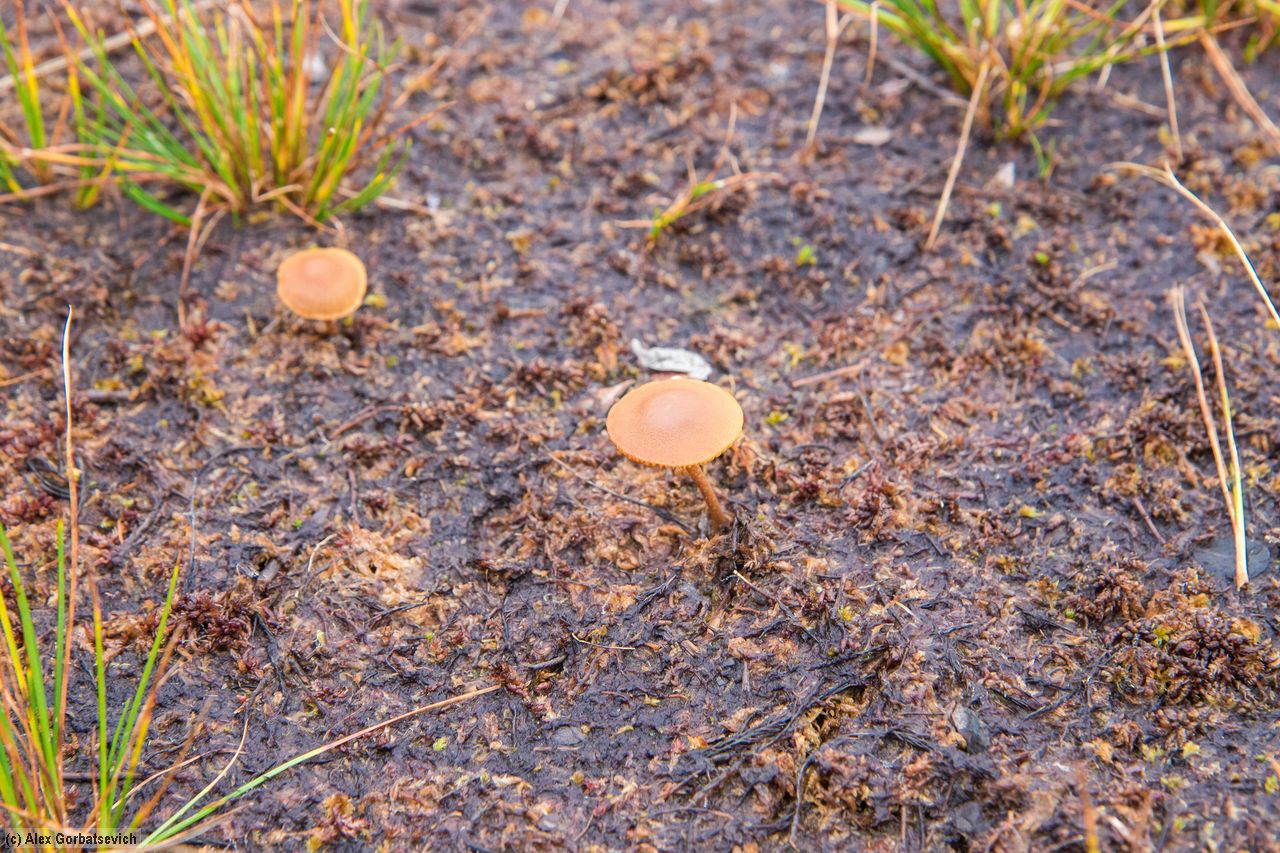 ���������� �����