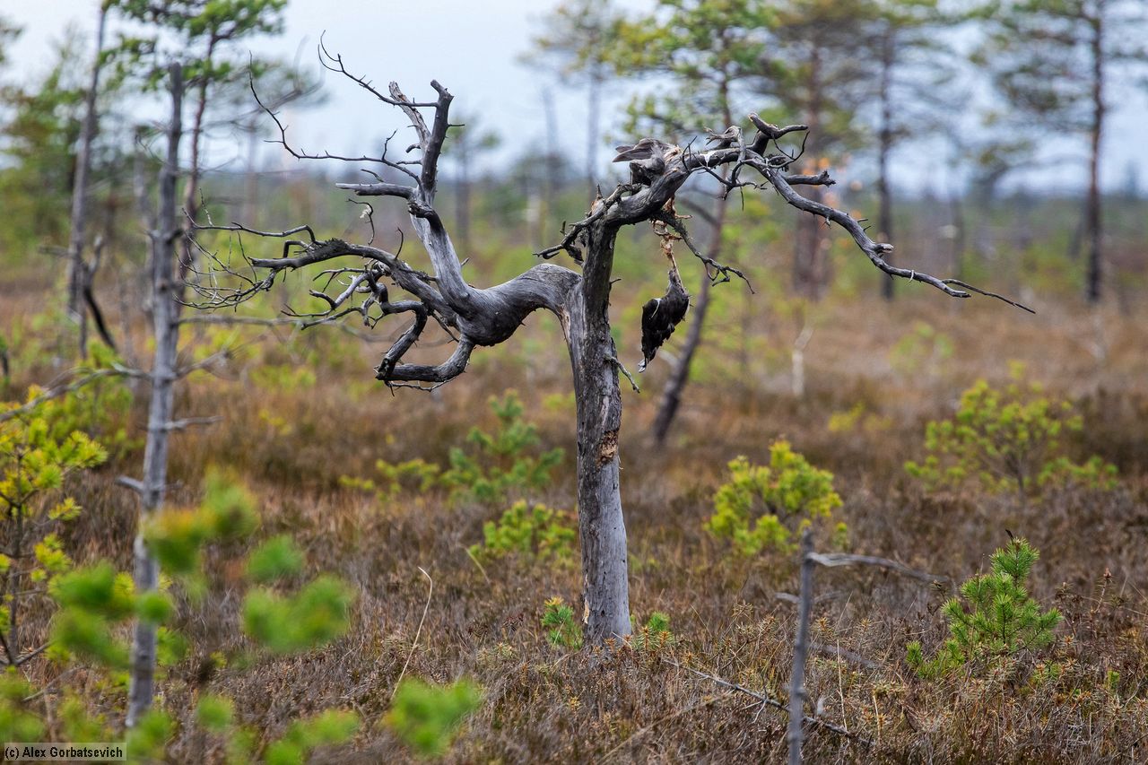 ������ ����������