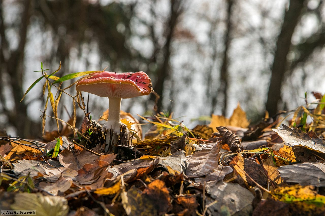 �������� � �����