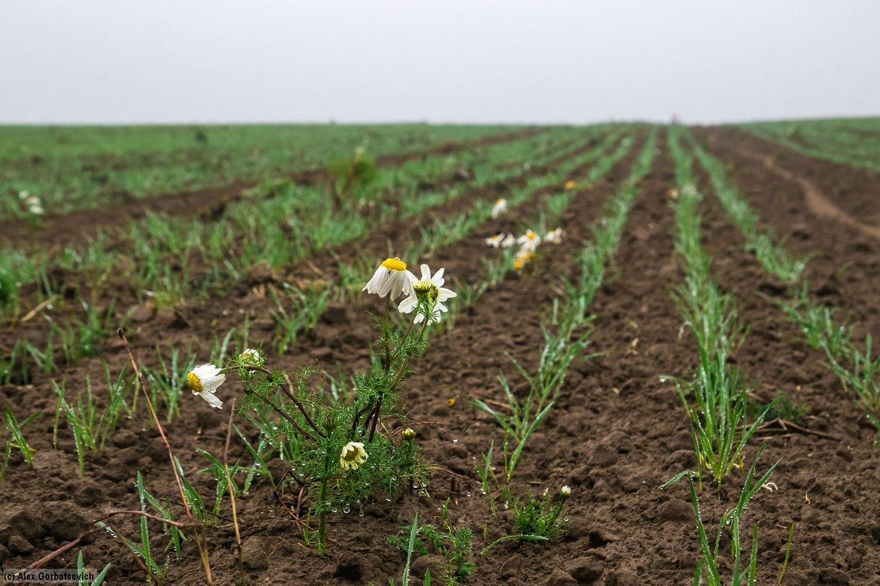 ������� �����������