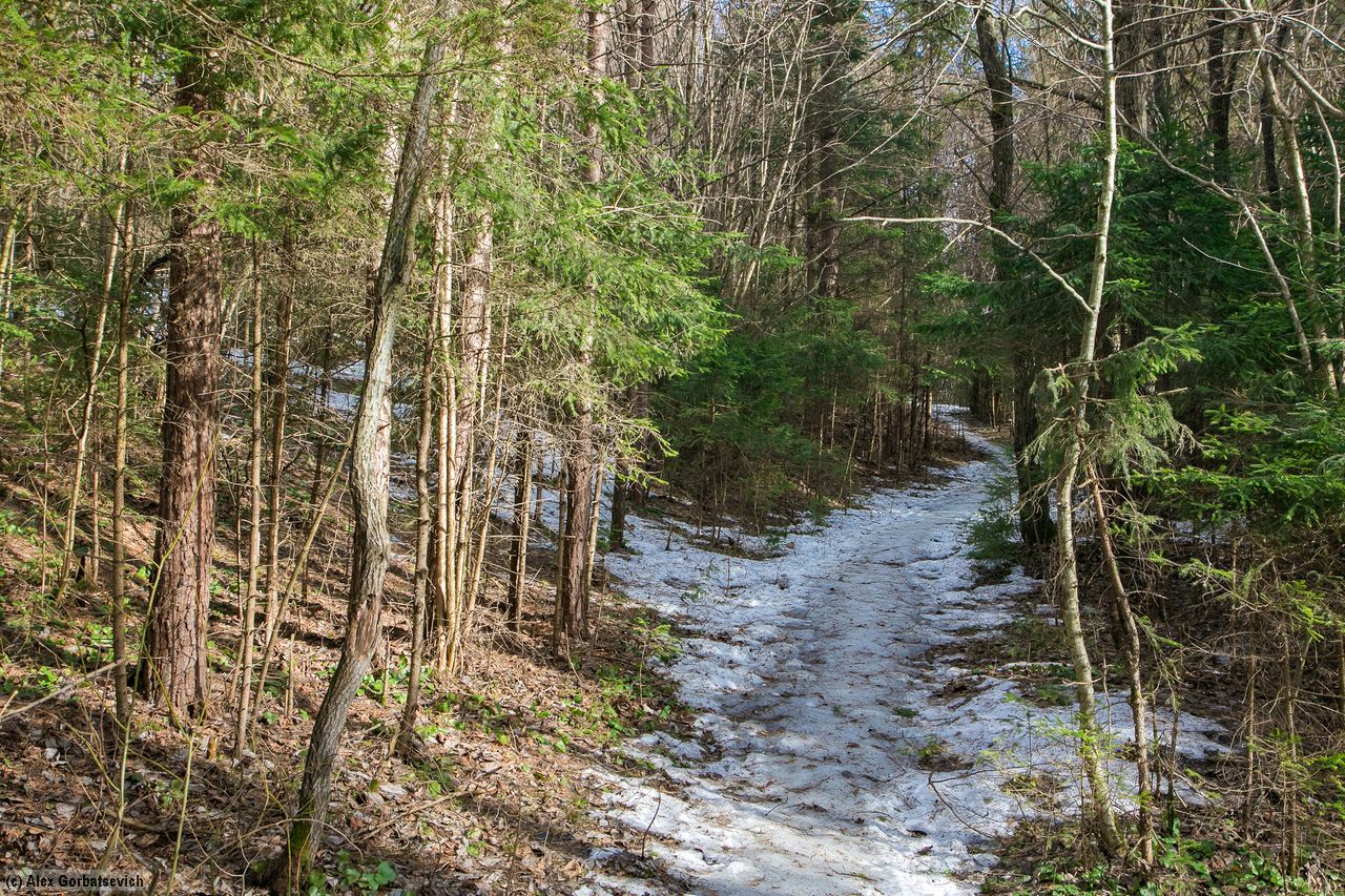 ������ ����