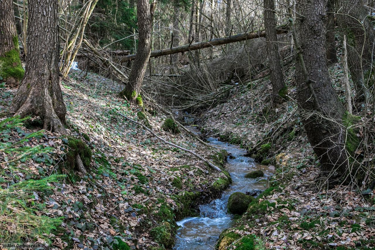 ������ ����