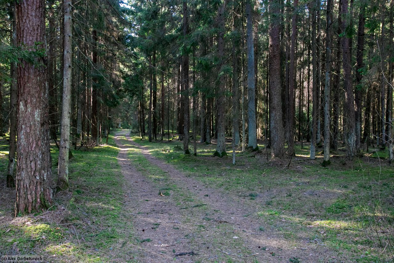 ������ ������