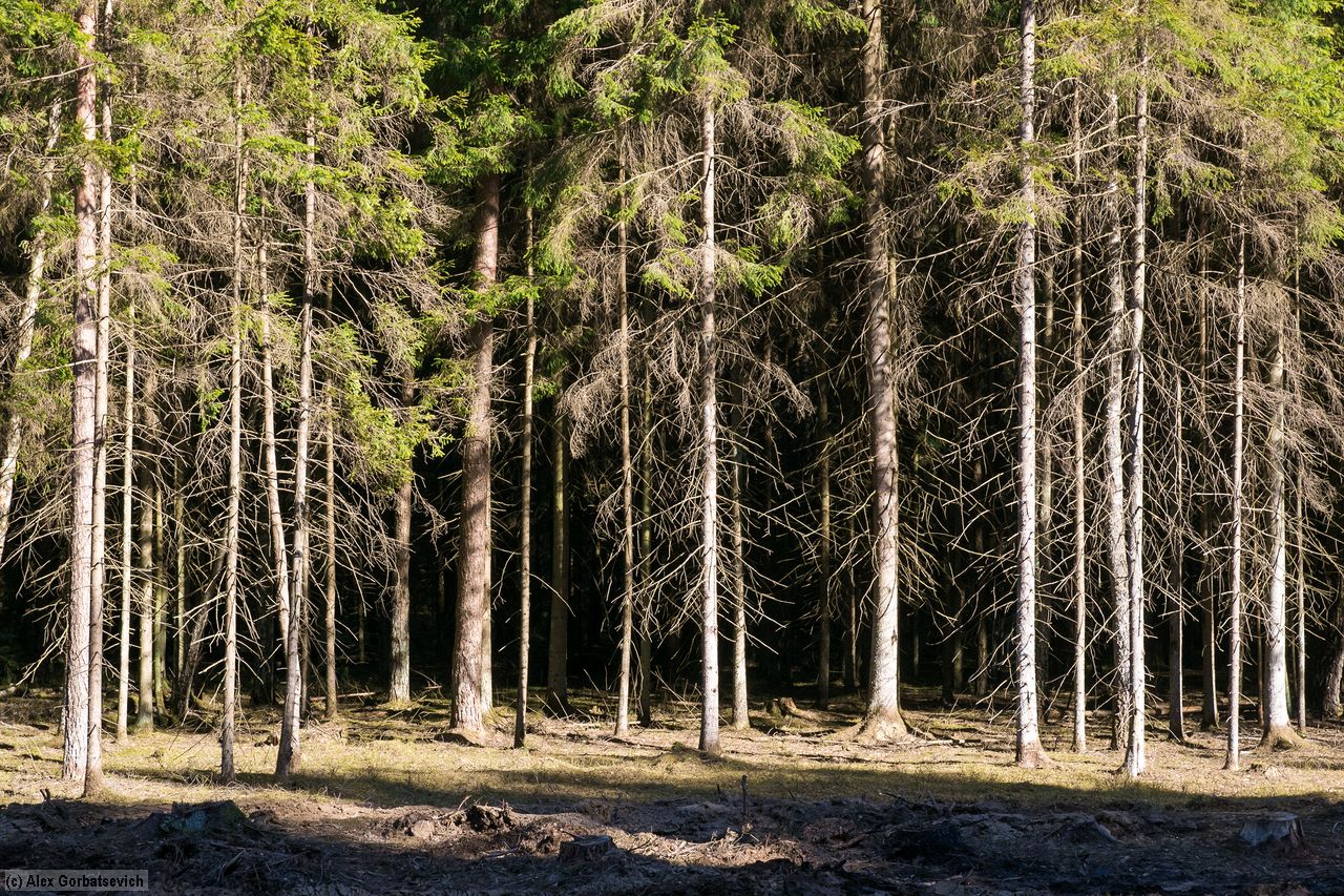 �������� ���