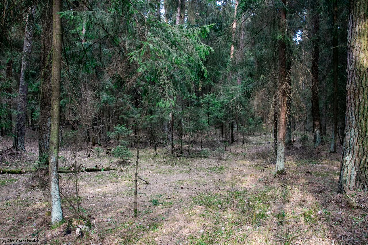 �������� ���