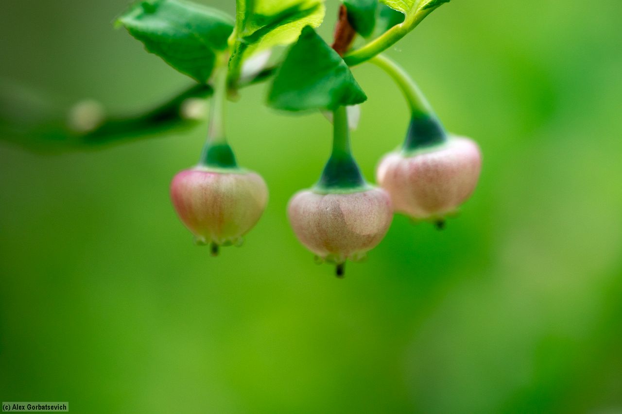 ���������� �� �����