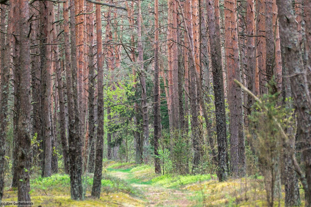 �������� ���