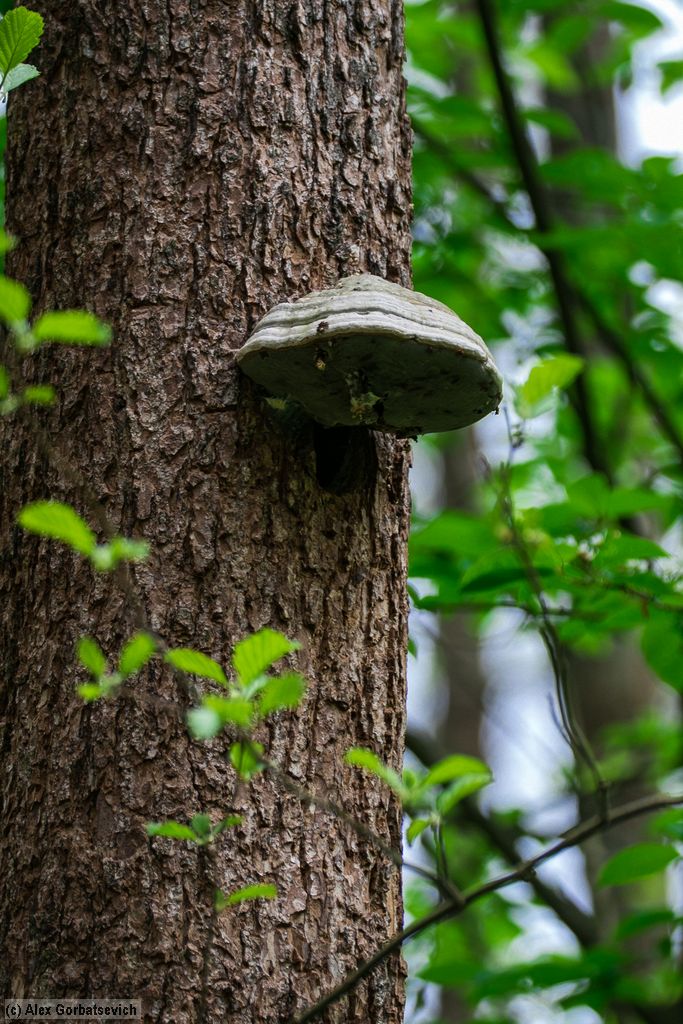 ����� � ������