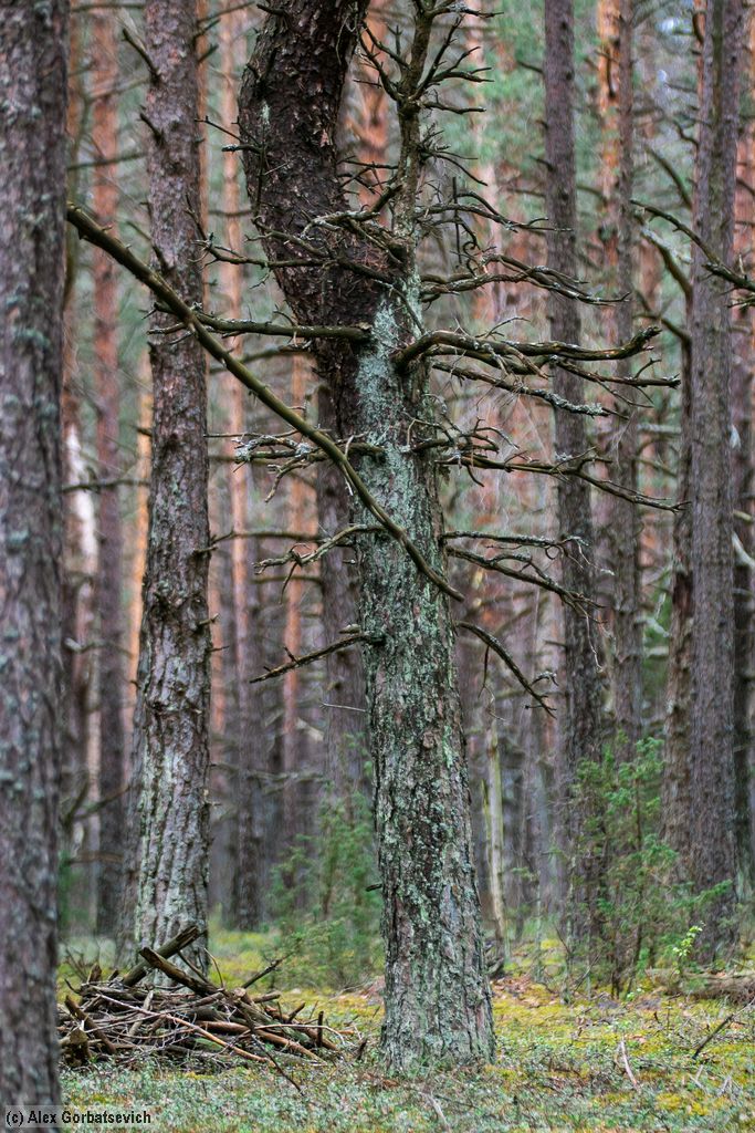 �������� ������