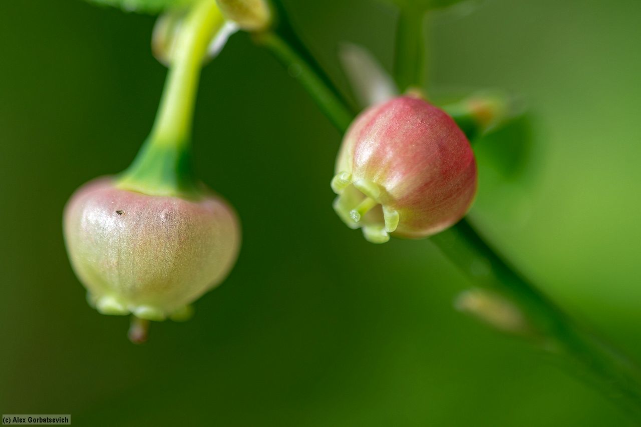 ��������. �����