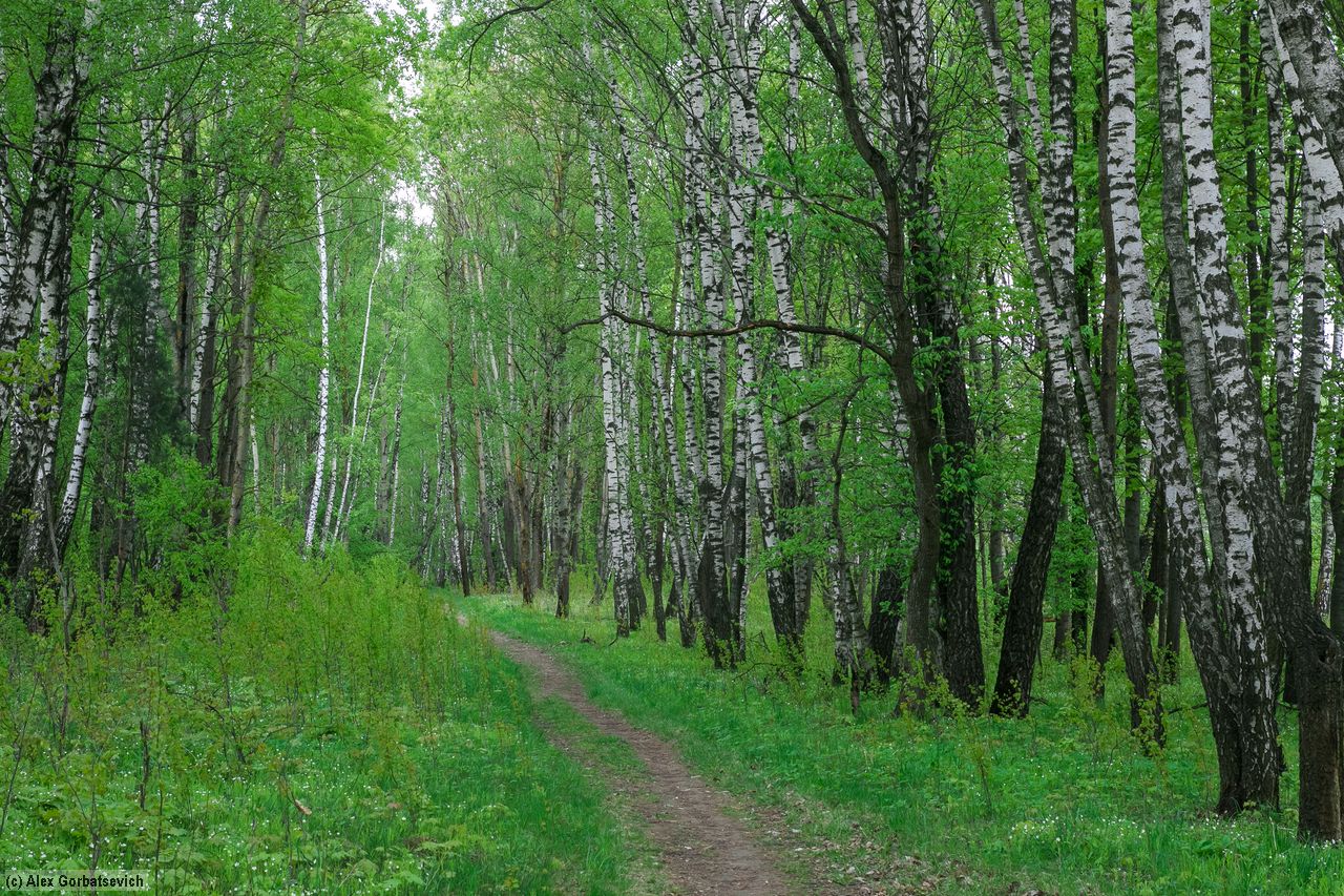 ����� ��������� ����