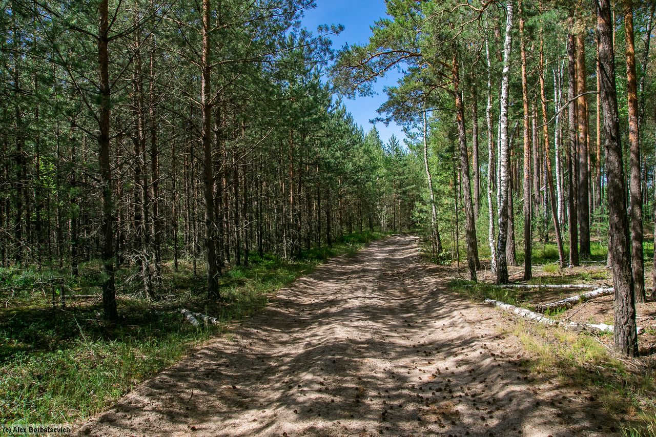 ������ ������