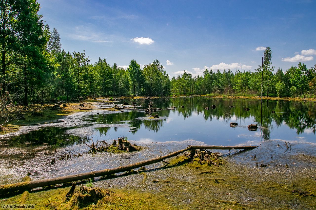 ������ ������