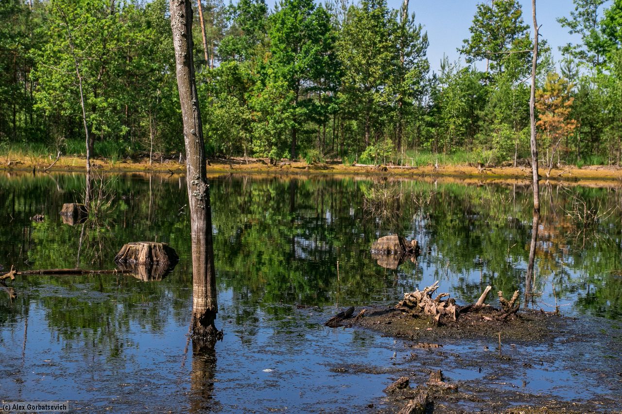 ������ ������