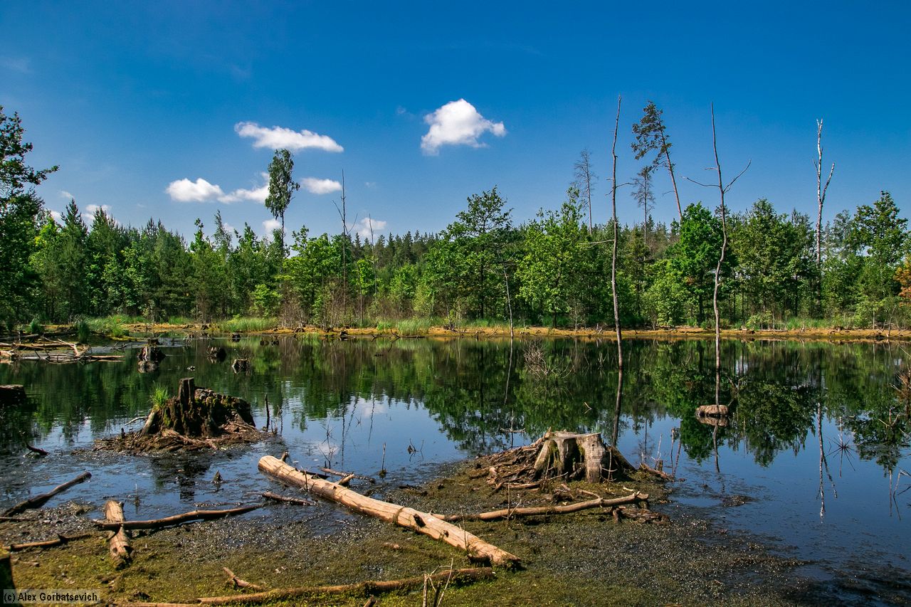 ������ ������