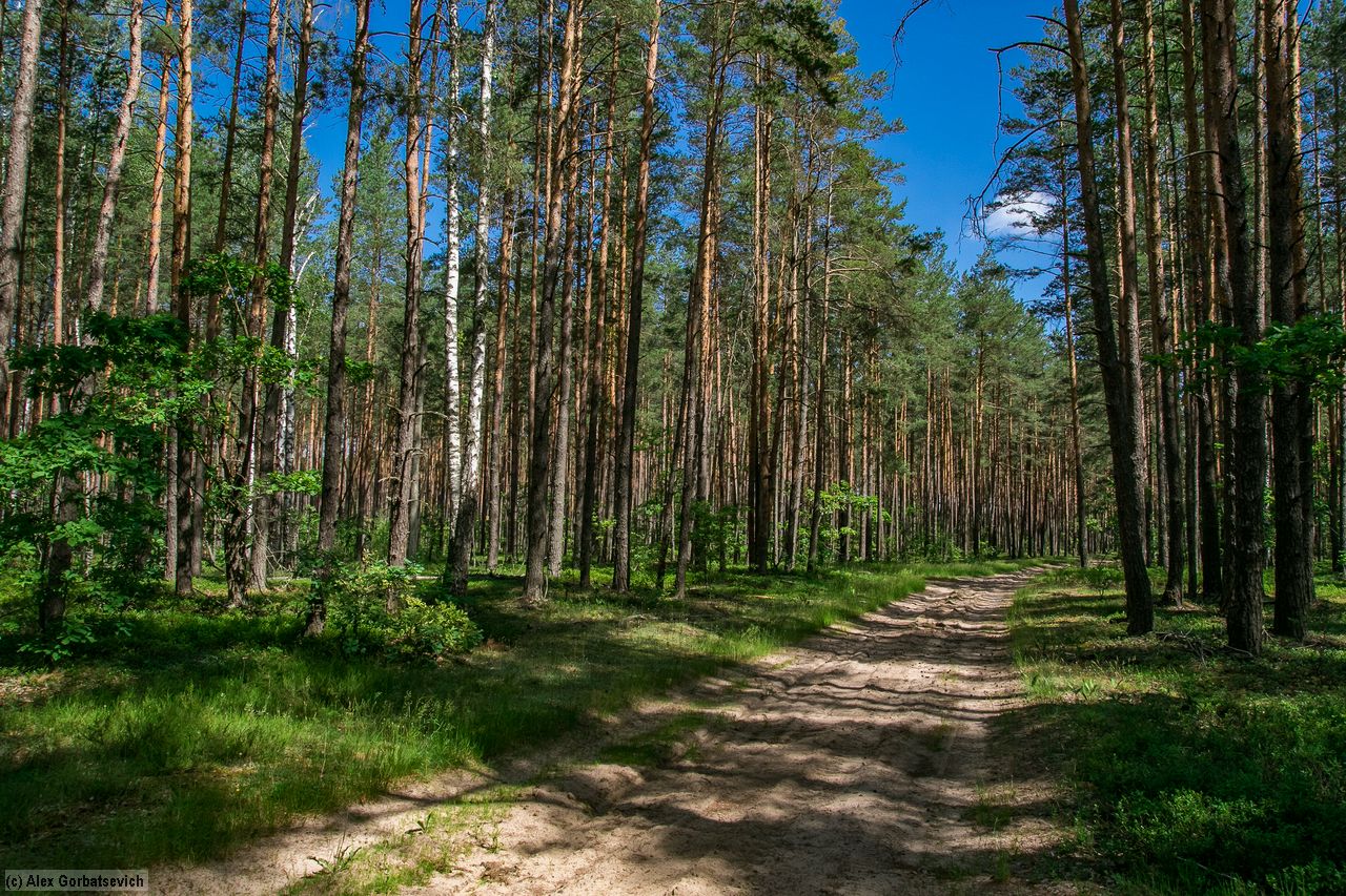 ������ ������