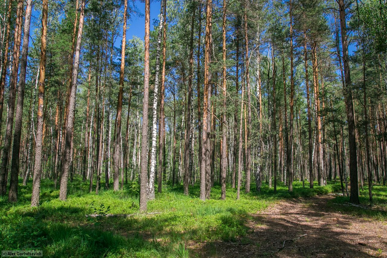 ������ ������