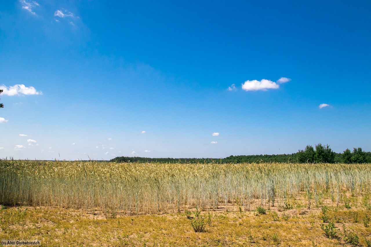 ������