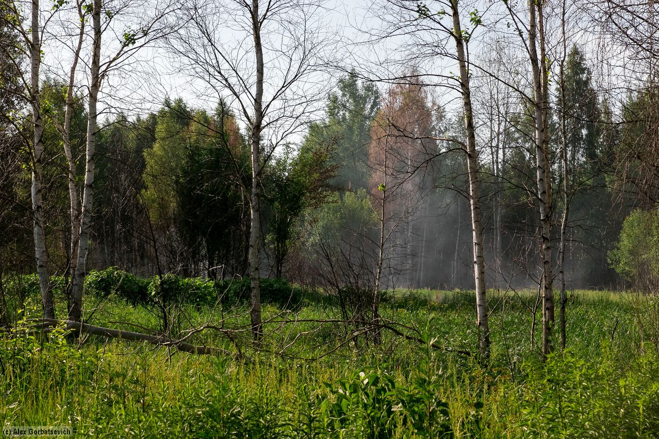 smoke on the peat swamp