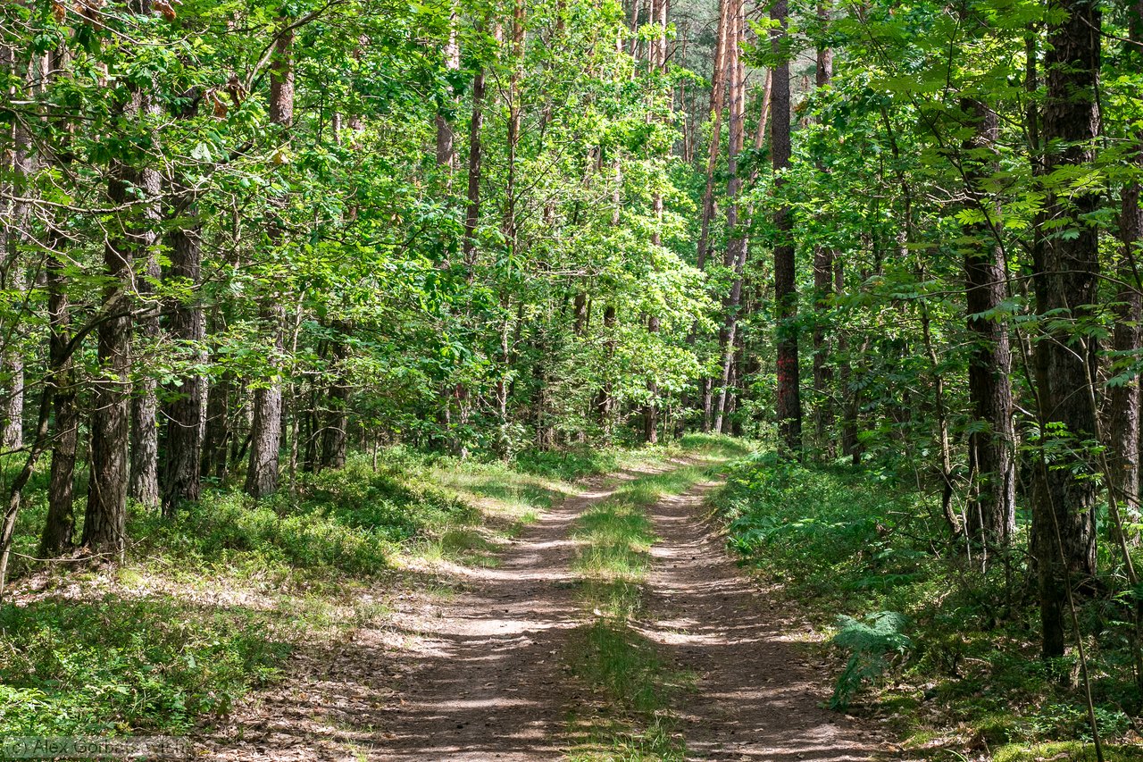 ������ ������