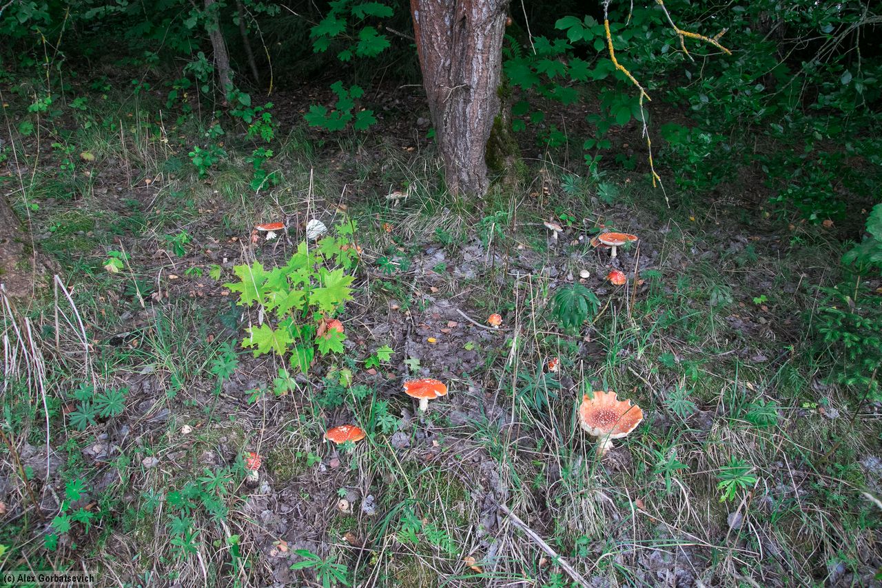 ������� ��� ����� ������